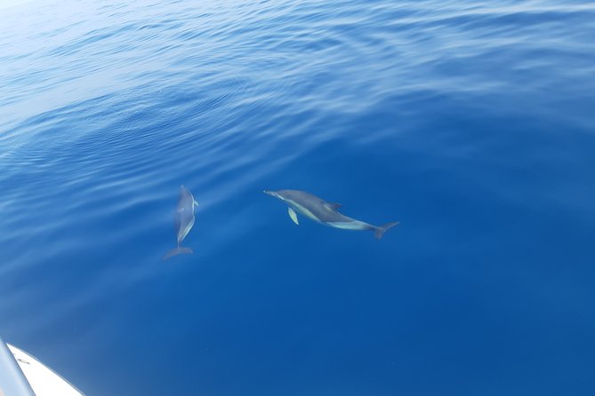 2 Hours Dolphin Watching in Marbella - The 2-Hour Flow: Coast Cruising, Fish Spotting, Then the Moment