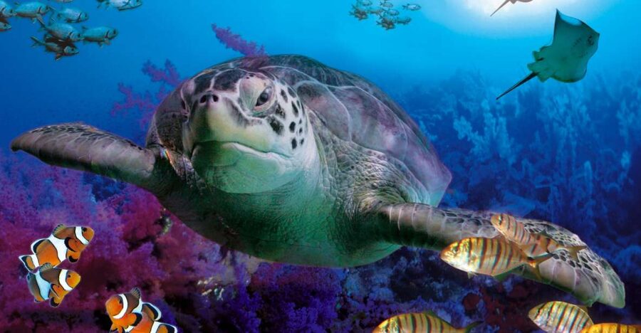 Benalmadena Aquarium Visit - The 180º submarine tunnel with sharks and a green turtle