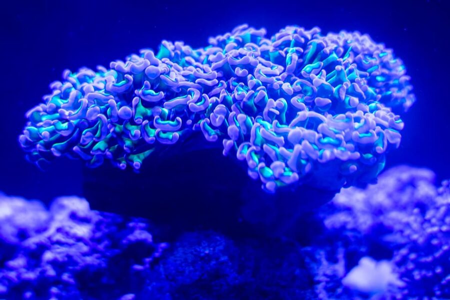 Benalmadena Aquarium Visit - Creature feeds, quiz trails, and fun talks that add structure
