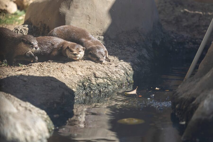 Benalmadena Aquarium Visit - Price and value: is $25 worth it?