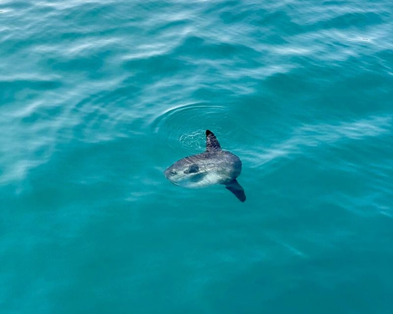 Benalmádena Boat Tour with Snorkeling, Water Slide and Lunch - The crew matters: Luis, Alvaro, Elena, and Jose get credit