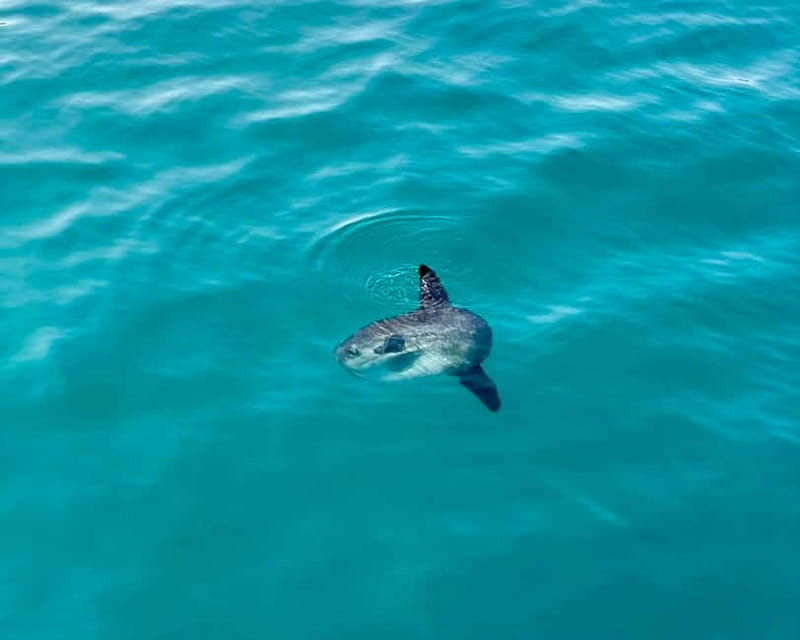 Benalmádena Boat Tour with Snorkeling, Water Slide and Lunch - The 3.5-hour flow: dolphin watch, wreck snorkeling, then full-on water play