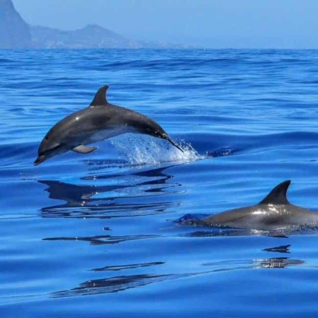 Benalmádena: Catamaran with dolphin watching and drinks - How Long Should You Go? Choosing Between 2 and 8 Hours