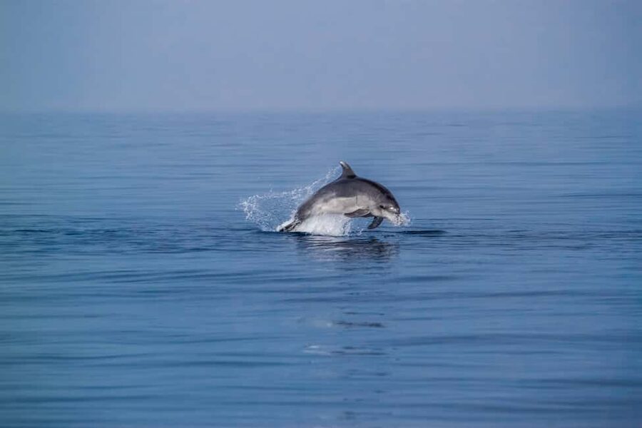 Benalmadena: Dolphin Sighting Boat Tour - Key highlights at a glance