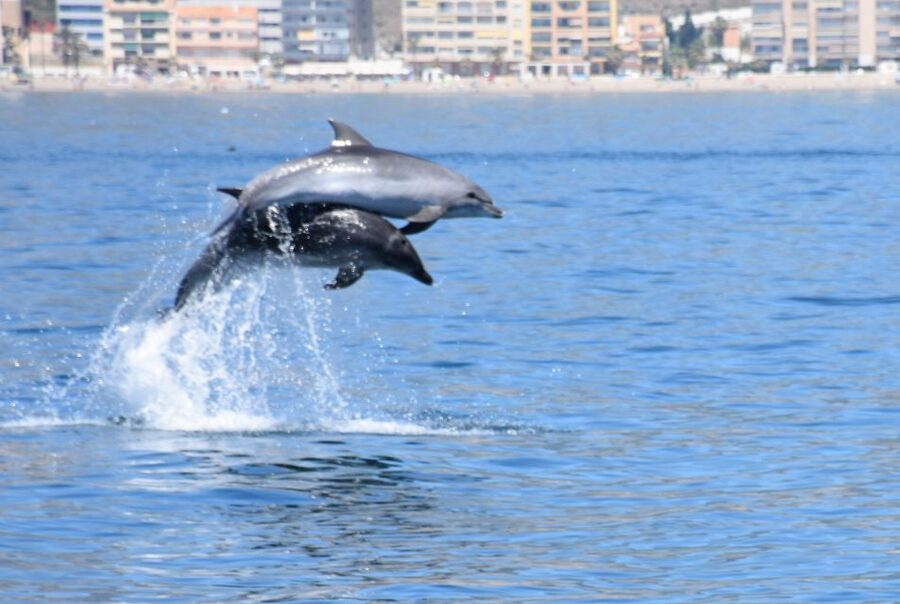 Benalmadena: Dolphin Watching Boat Tour - Getting to Costa del Sol’s Dolphins the Easy Way