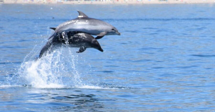 Benalmadena: Dolphin Watching Boat Tour - Which Direction You’ll Cruise: Fuengirola or Málaga Views