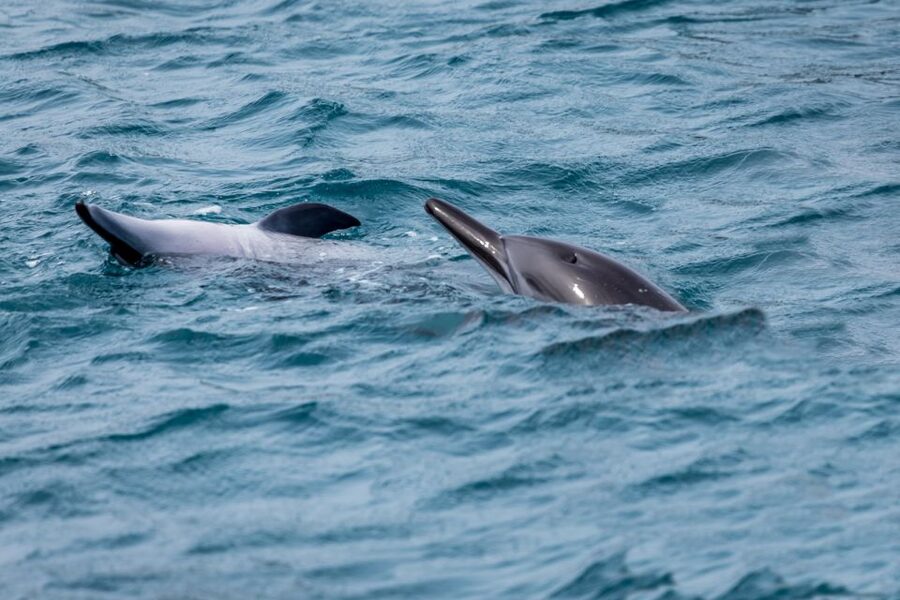 Benalmadena: Dolphin Watching Boat Tour - Onboard Comfort: Shade, Music, Toilets, and Snacks