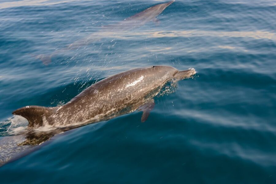 Benalmadena: Dolphin Watching Boat Tour - Price and Value: Why Around $22 Makes Sense