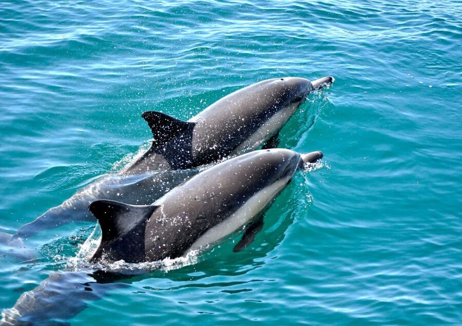 Benalmadena: Private Boat Trip – Dolphins, Drinks & Snacks - Meeting HelenaNautic in the Port of Benalmádena (so you don’t waste time)