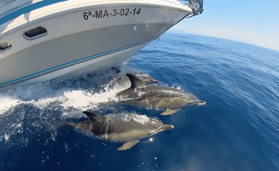Benalmadena: Private Boat Trips - Stop-by-stop: what happens during the 40-minute cruise and swim