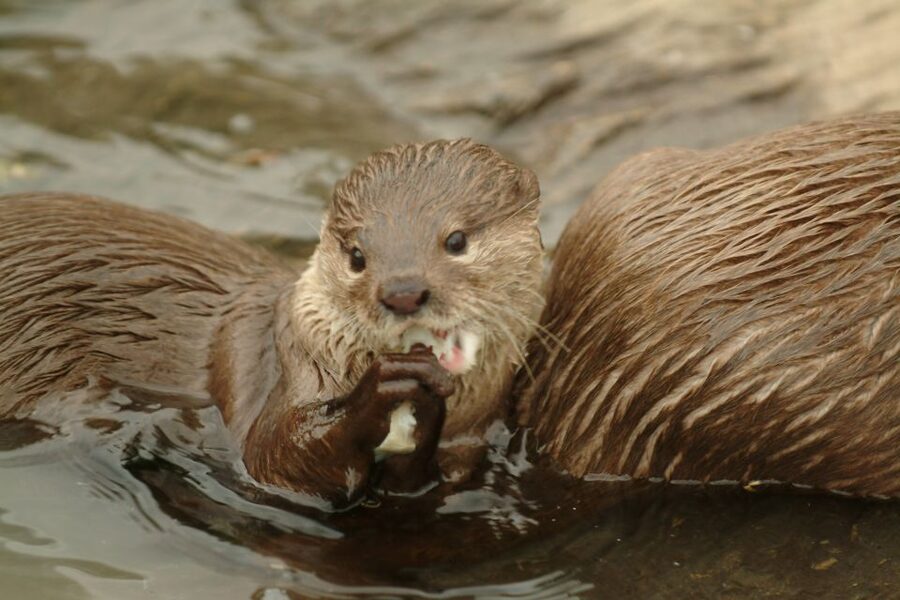 Benalmádena: Sea Life Benalmádena Premium Entry Ticket - Key highlights you’ll care about