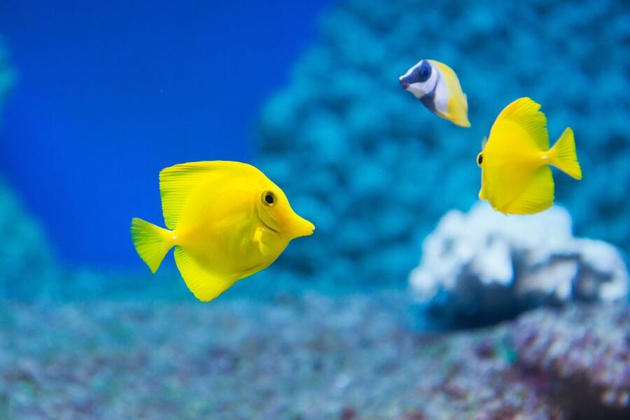 Benalmádena: Sea Life Benalmádena Premium Entry Ticket - The Premium ticket extras: Gold Pass and Puerto Marina discounts