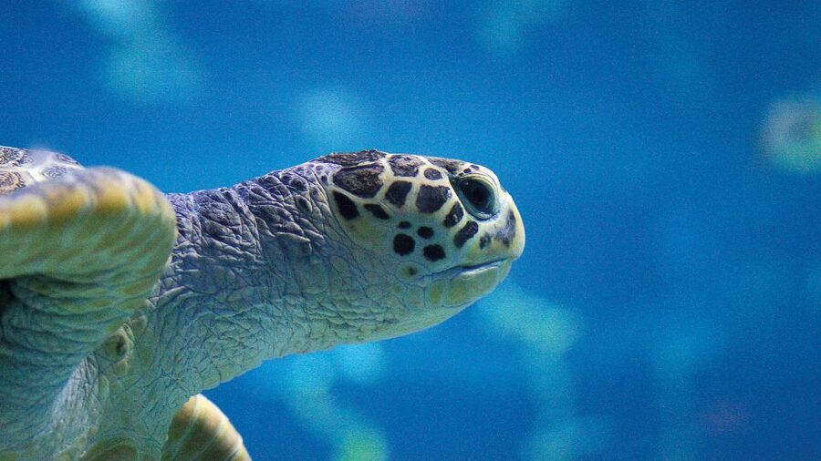 Benalmádena: Sea Life Benalmádena Premium Entry Ticket - Your route through the exhibits: sharks, rays, and the big names