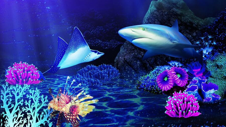 Benalmádena: Sea Life Benalmádena Premium Entry Ticket - Hands-on time: starfish and hermit crabs (and why it’s worth it)