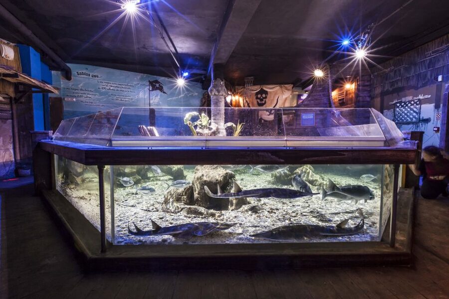 Benalmádena: Sea Life Benalmádena Premium Entry Ticket - Creature feeds, quiz trails, and fun talks