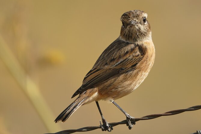 Birding Costa del Sol Day tour - A private birding day that actually follows where birds feed