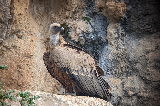Birding Costa del Sol Day tour - Mirador de Juanar: limestone views over the Costa del Sol and Africa, plus raptor timing