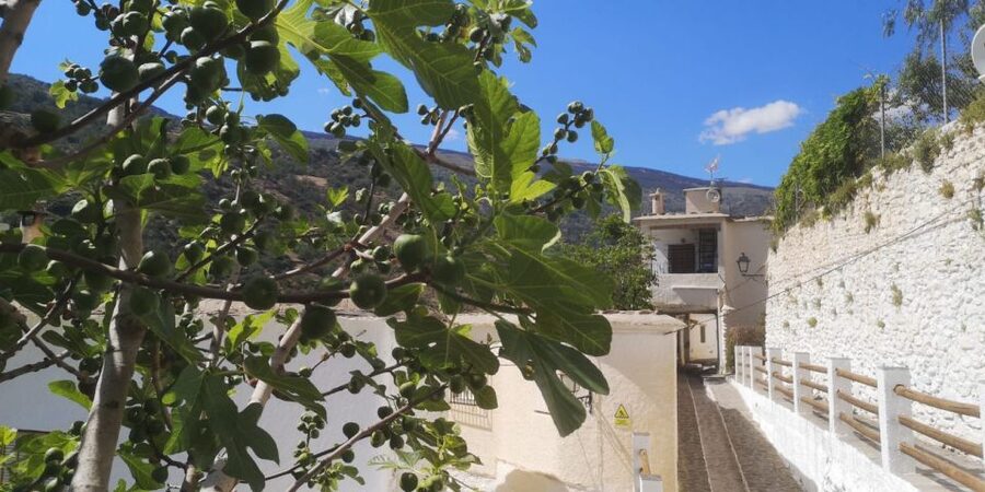 Discovering Las Alpujarras from Málaga - SemiPrivate - Price and value: $106 for an all-day guided route