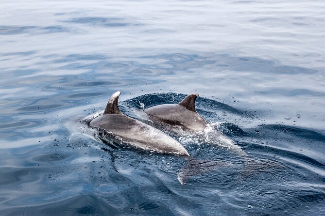 Dolphin Boat Trip in Benalmadena - Key points to know before you go