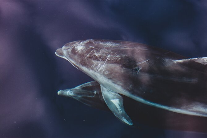 Dolphin Boat Trip in Benalmadena - Sea Love Experience: Small group size that actually matters