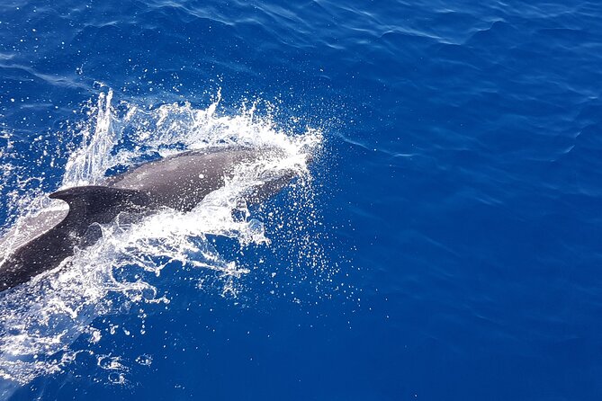 Dolphin Boat Trip in Benalmadena - The 1:00 pm departure and the 2-hour rhythm