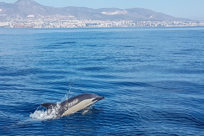 Dolphin Boat Trip in Benalmadena - What dolphin watching feels like on Benalmádena’s water