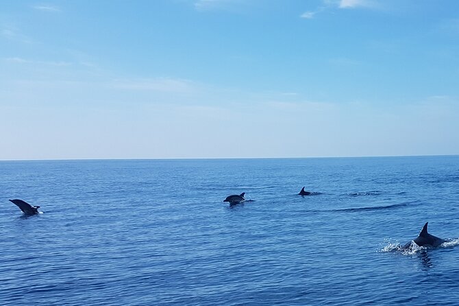 Dolphin Boat Trip in Benalmadena - English on board: knowing what’s happening while you watch