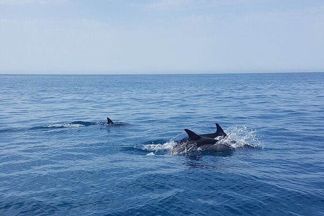 Dolphin Boat Trip in Benalmadena - Price and value: is $54.22 worth it?