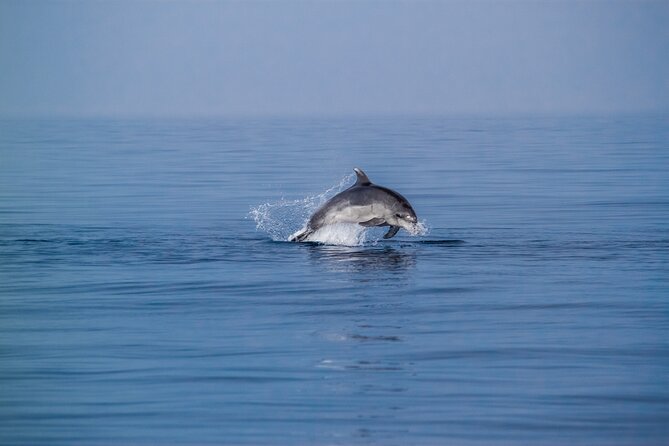 Dolphin Boat Trip in Benalmadena - Meeting point at C. La Fragata: How to get started smoothly