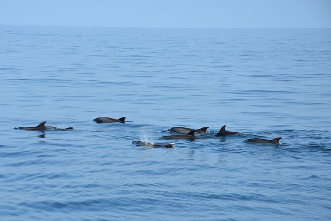 Dolphin Sightseeing Boat Tour from Benalmadena - Why This Benalmádena Dolphin Catamaran Is Worth Your Time