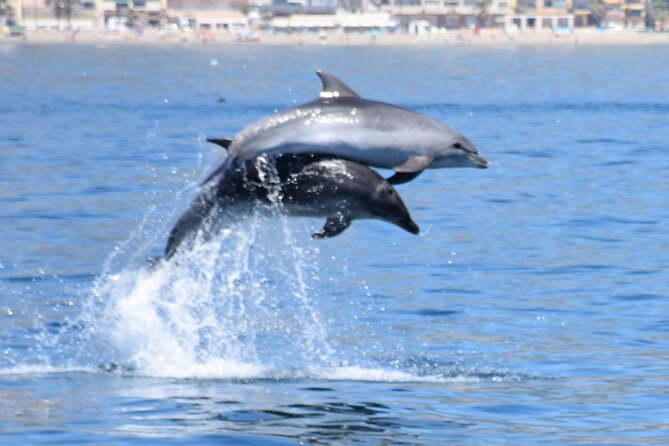 Dolphin Sightseeing Boat Tour from Benalmadena - The 100-Minute Itinerary That Changes with the Dolphins