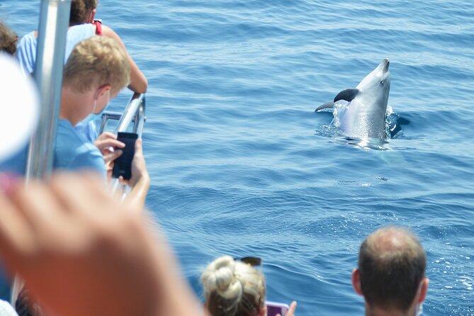 Dolphin Sightseeing Boat Tour from Benalmadena - Sustainable Watching and How Close the Boat Usually Gets