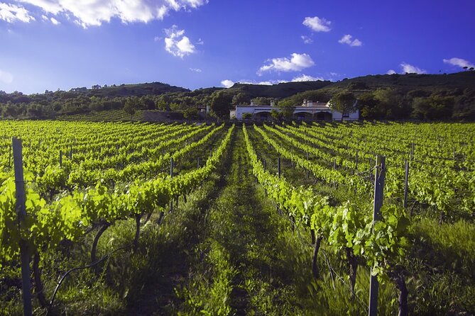 e-Bike (Self-Guided) & Winery tour - 20km Easy - Practical tips so the day feels effortless