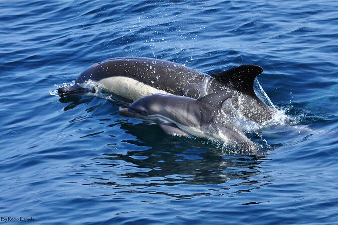 Excursion to Gibraltar with Dolphin Watching from Malaga - Stop 1: Gibraltar center time you can actually use (about 3.5 hours)