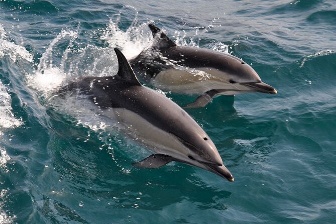 Excursion to Gibraltar with Dolphin Watching from Malaga - What’s included, and what you’ll need to handle yourself