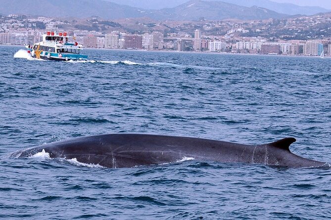 Ferry Benalmádena <> Fuengirola - Should You Book This Ferry?