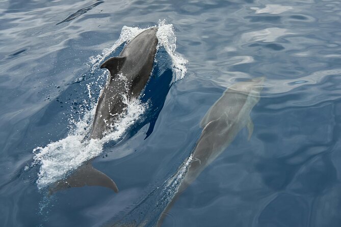 FLOKY 8m 10 pax - Excursión Privada con Patrón. Puerto Banús - Price and Value: Is $236.70 for Up to 10 Worth It?