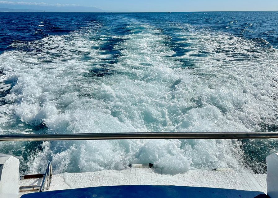 From Benalmádena & Torremolinos: Dolphin Watch Boat Trip - Dolphin Odds: What You Can Control (and What You Can’t)