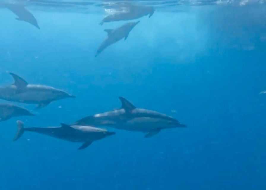From Benalmádena & Torremolinos: Dolphin Watch Boat Trip - The Coastal Views Around Benalmádena and Torremolinos