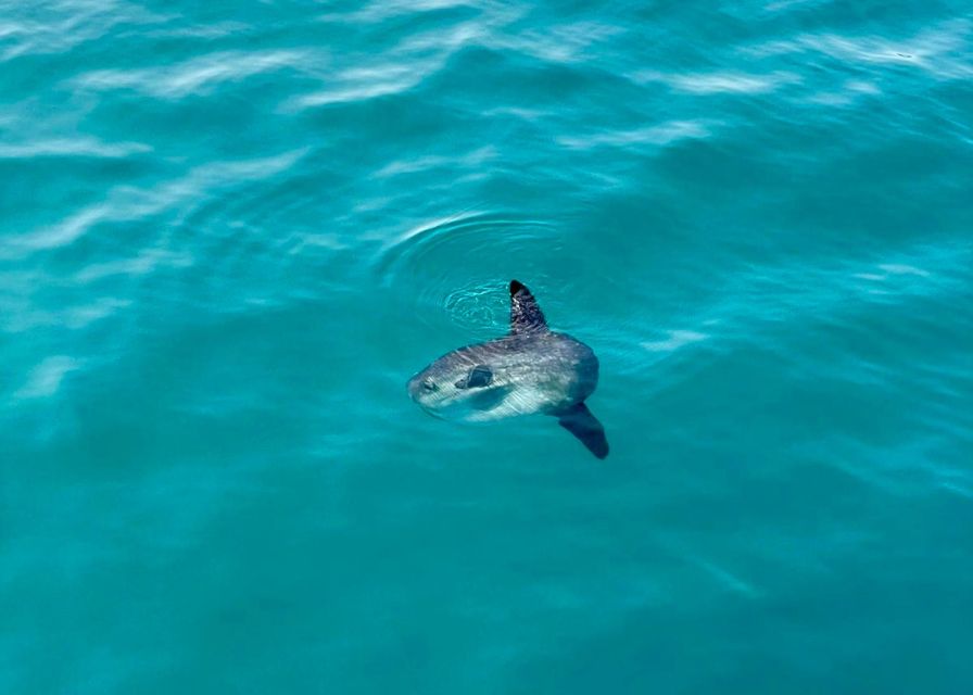 From Benalmádena & Torremolinos: Dolphin Watch Boat Trip - The Swim Option: Bring What You Need, Keep It Flexible