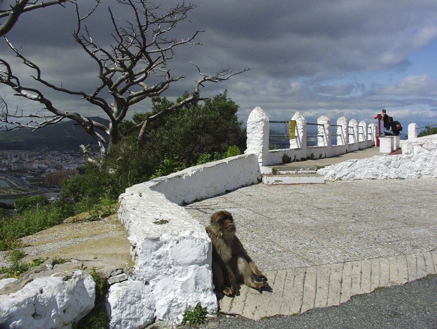 From Costa del Sol: Day Trip to Gibraltar with Guided Tour - Comfort and guides: when the human factor makes it smooth