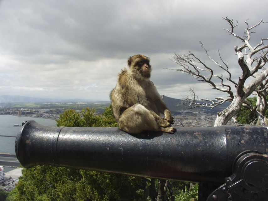 From Costa del Sol: Day Trip to Gibraltar with Guided Tour - Border crossing and customs: how to avoid a last-minute headache
