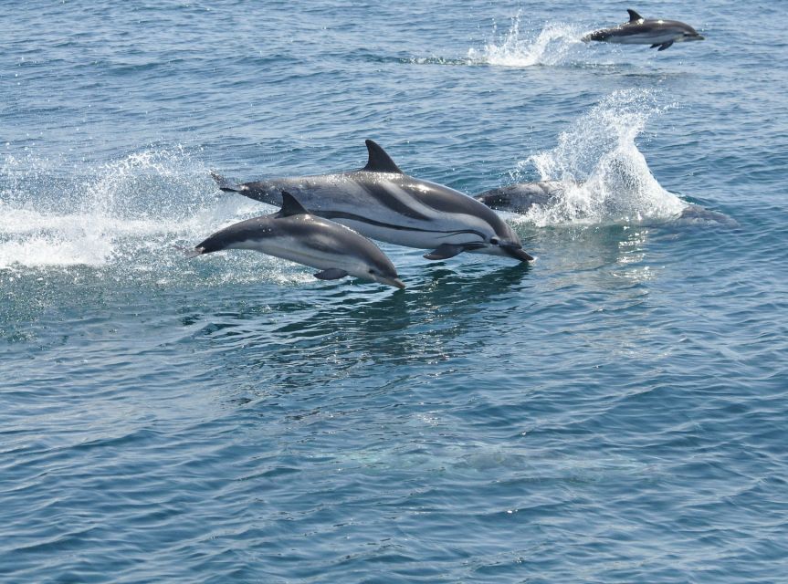 From Costa del Sol: Gibraltar Dolphin Watching by Boat - Who this tour suits best (and who should look elsewhere)