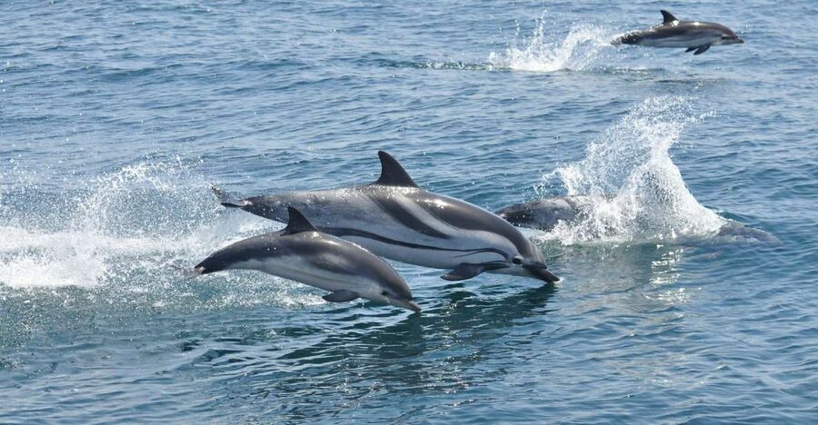 From Costa del Sol: Gibraltar Dolphin Watching by Boat - Gibraltar free time: Casemates Square to the gardens and sea views