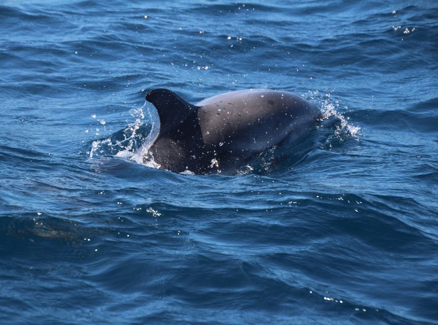 From Costa del Sol: Gibraltar Dolphin Watching by Boat - Price and value: is $106 a fair deal?