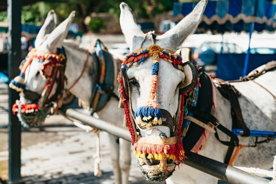 From Costa del Sol: Mijas, Marbella and Puerto Banús Tour - The guides: the difference between seeing places and learning them