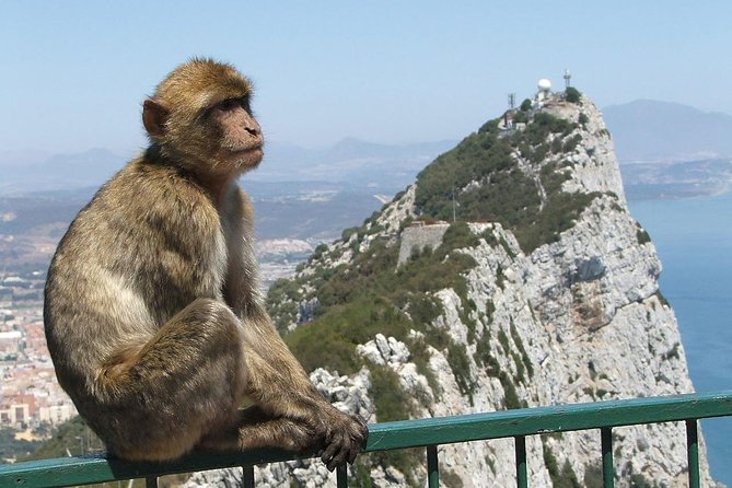 From Costa del Sol: The Gibraltar classic Rock tour - Key things that matter on this Gibraltar day trip
