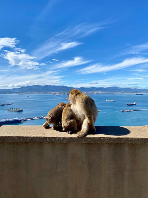 From Malaga: Day Trip to Gibraltar - Upper Rock Nature Reserve: seeing the Barbary macaques up close