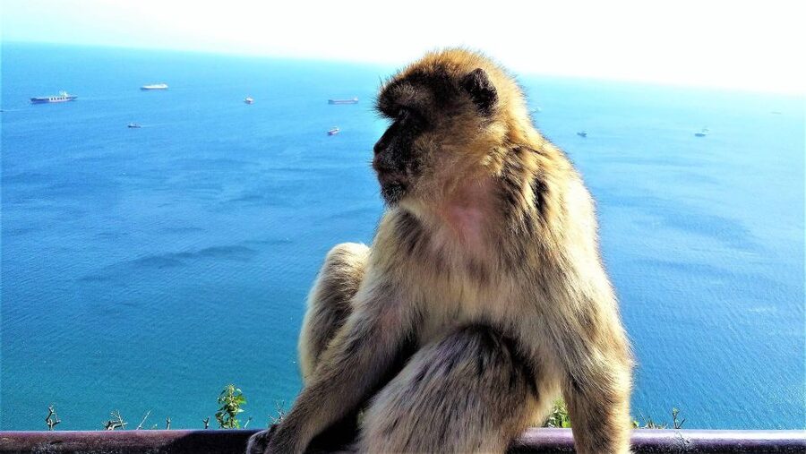 From Málaga or Marbella: Private Gibraltar Tour - Key things that make this tour work so well