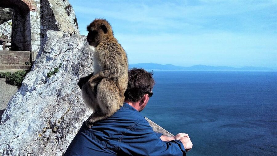 From Málaga or Marbella: Private Gibraltar Tour - Border to Gibraltar: what that cross-country logistics really means